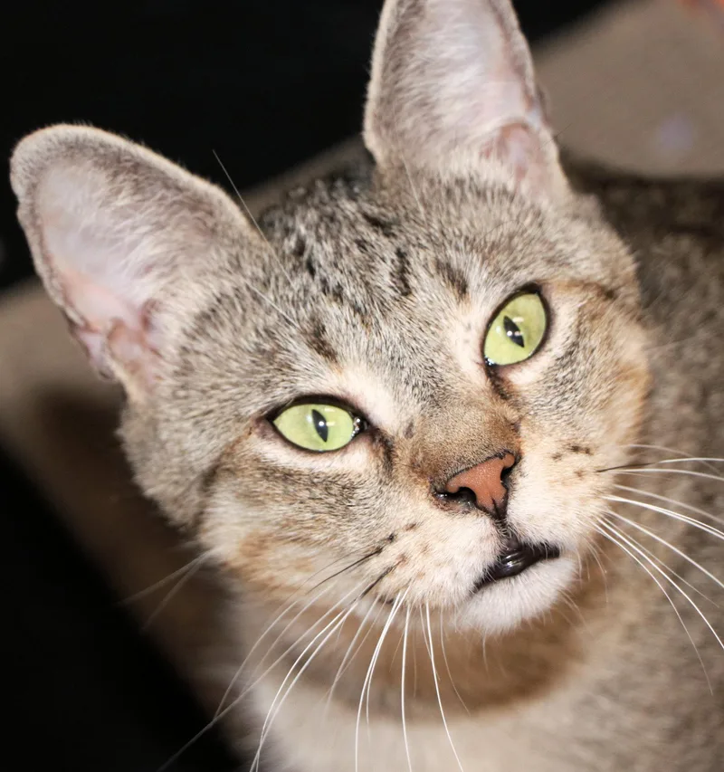 An adult medium-sized female Tabby (Brown / Chocolate) Domestic Short Hair cat named Bella for adoption in Cincinnati, OH