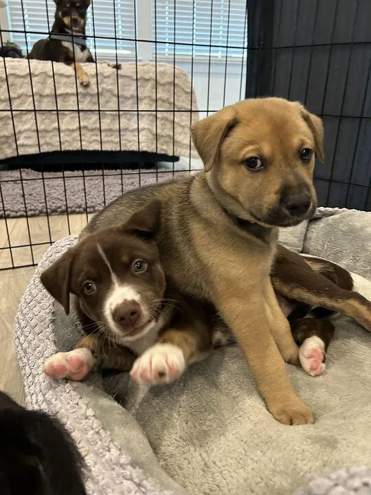 A baby medium-sized male Husky dog named Merlin for adoption in Pflugerville, TX