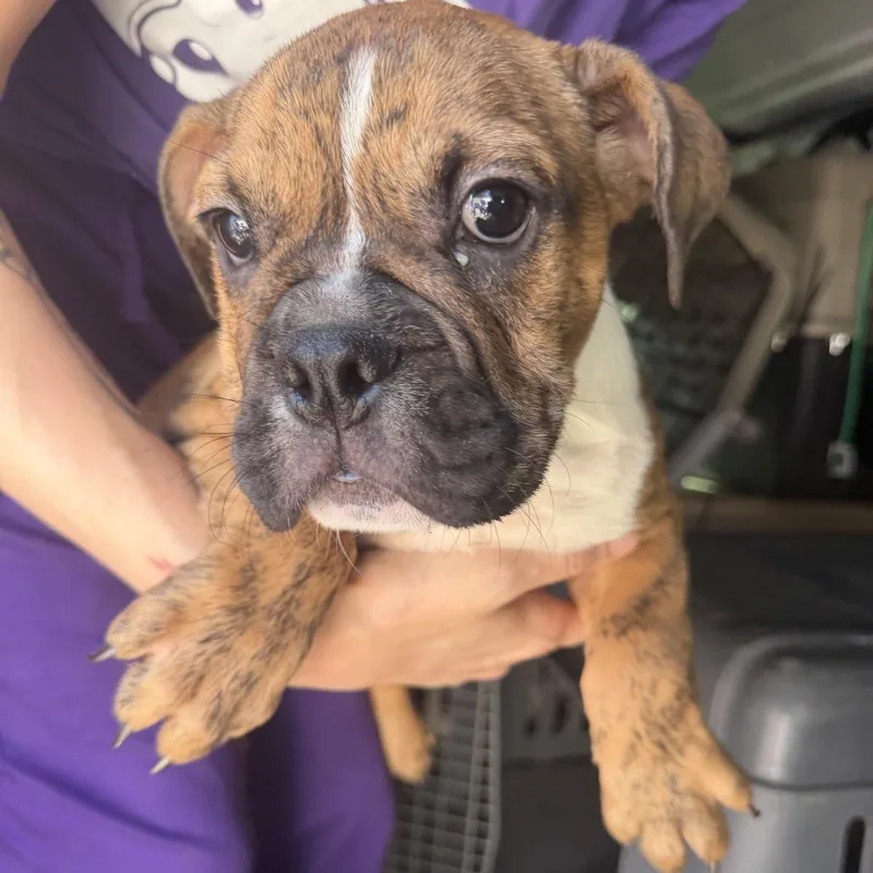 A baby small-sized male Red / Chestnut / Orange English Bulldog dog named Hammond for adoption in Northbrook, IL