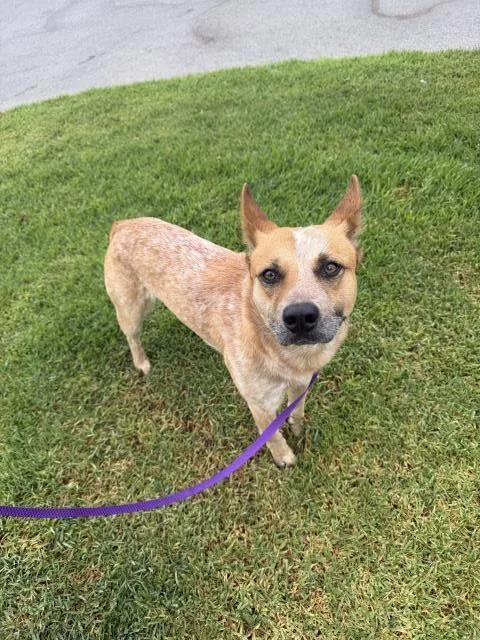 A young medium-sized male Australian Cattle Dog / Blue Heeler dog named Laffy Taffie for adoption in Riverside, CA