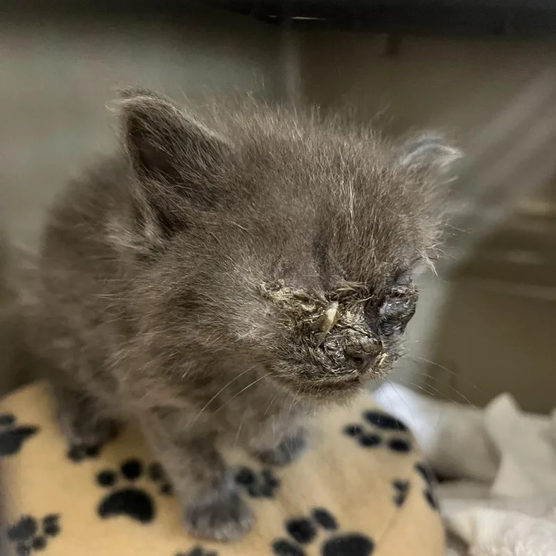 A baby small-sized female Gray / Blue / Silver Domestic Short Hair cat named 72112 for adoption in Harrisonburg, VA