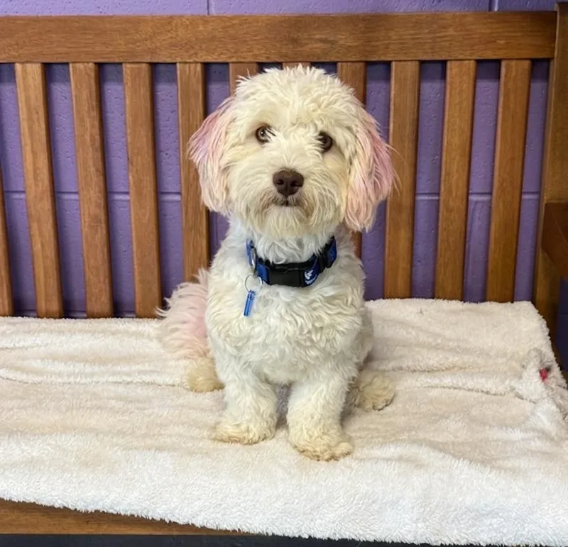 A young small-sized male Poodle dog named Sparky for adoption in North Prairie, WI