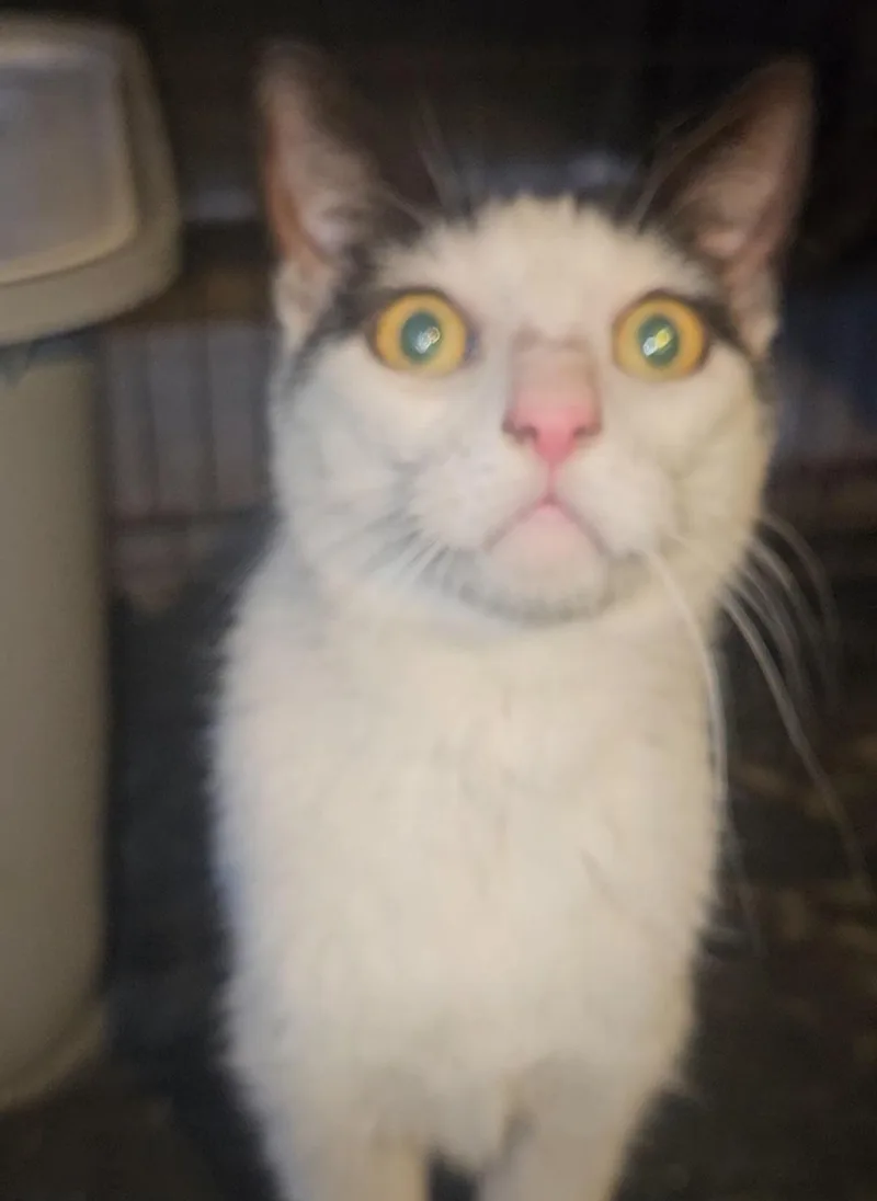 A young medium-sized male Black & White / Tuxedo Domestic Short Hair cat named Seymore for adoption in Brooklyn, NY