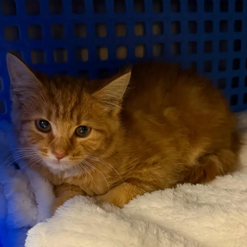 A baby small-sized female Orange / Red Domestic Medium Hair cat named Toni for adoption in Middlebury, VT