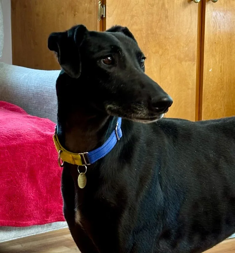 An adult large-sized male Greyhound dog named Goya for adoption in Hopkinton, MA