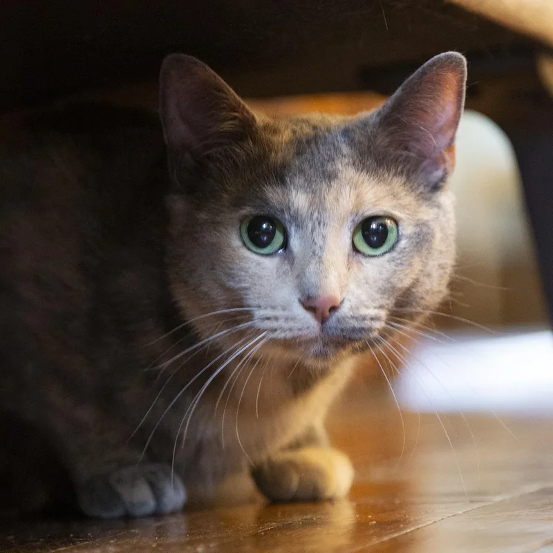 A young medium-sized female Dilute Tortoiseshell Domestic Short Hair cat named Claudia for adoption in Chicago, IL