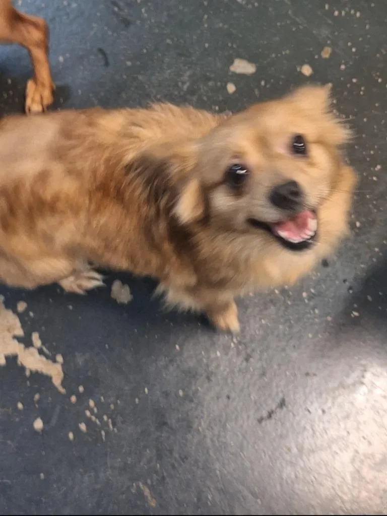 An adult small-sized female Chihuahua dog named Foxy for adoption in St. Augustine, FL