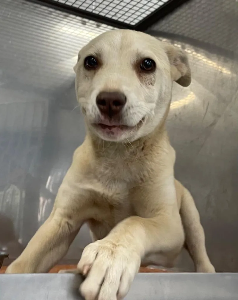 A baby medium-sized female Mixed Breed dog named Sandie for adoption in Henderson, NC