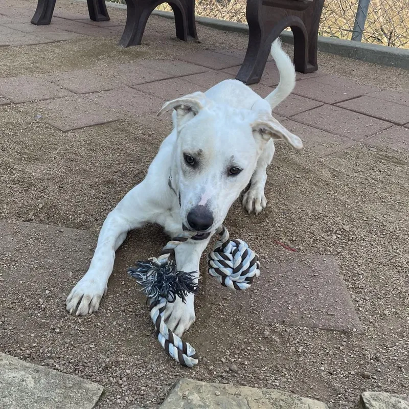 Buddyroo thumbnail 2