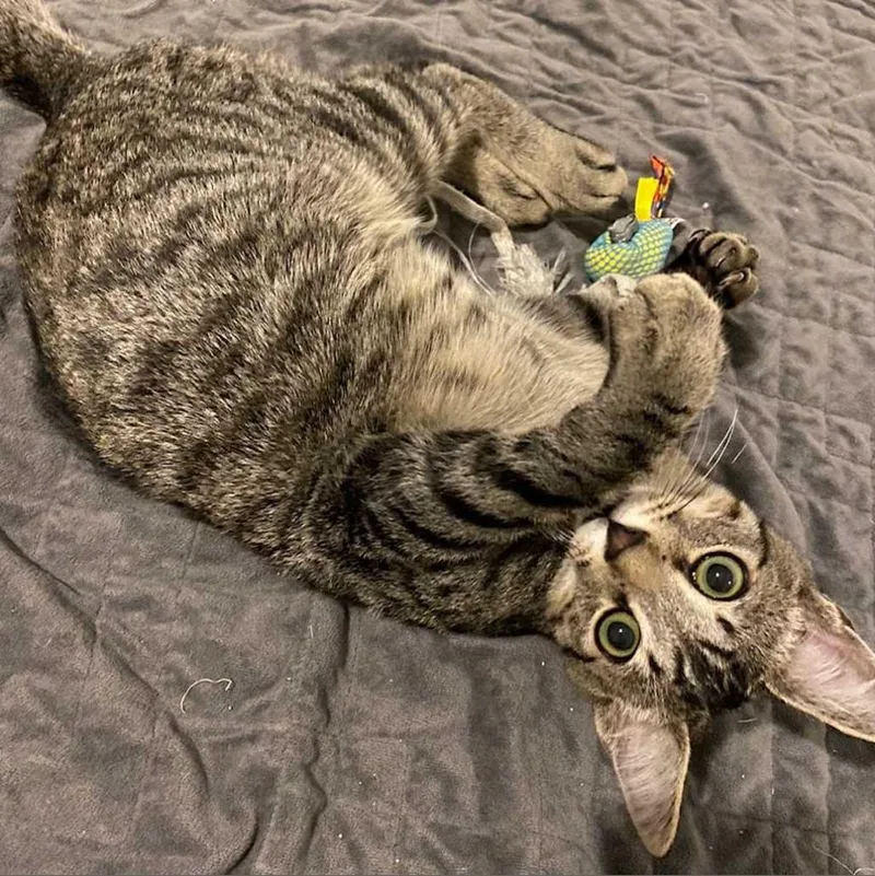 An adult small-sized male Brown / Chocolate Domestic Short Hair cat named Gravy for adoption in Los Angeles, CA