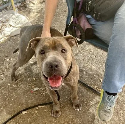 An adult medium-sized male Brindle Mixed Breed dog named Herman for adoption in Georgetown, TX