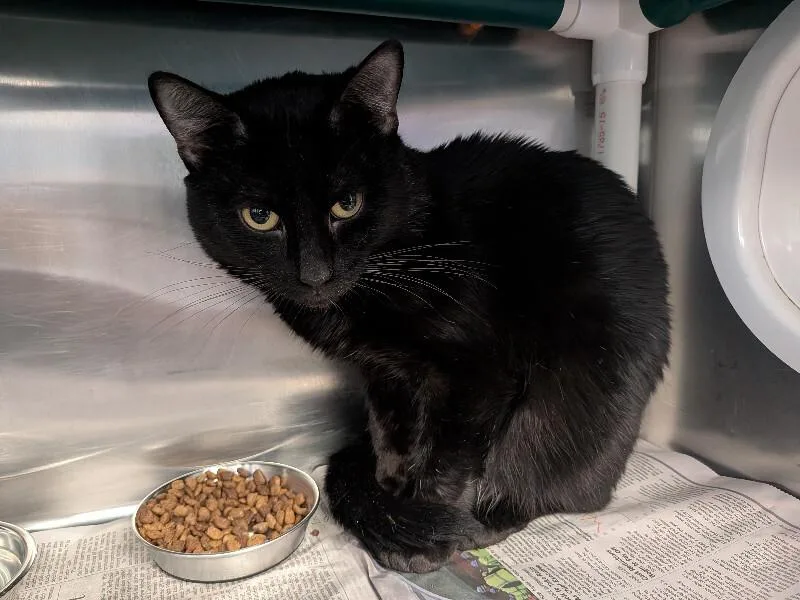 An adult medium-sized male Black Domestic Short Hair cat named Sumo for adoption in Cincinnati, OH