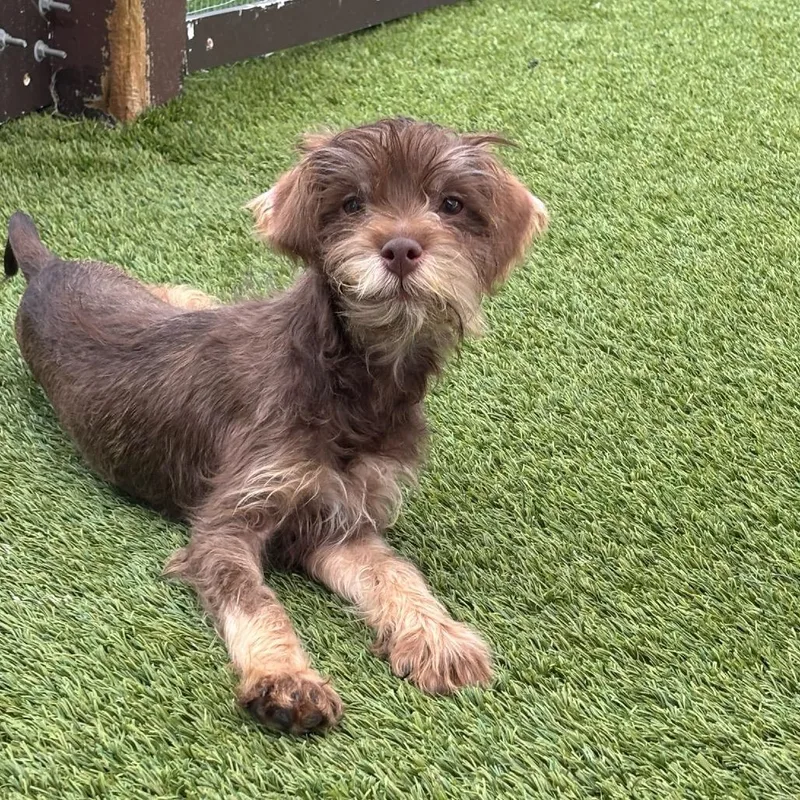 A baby small-sized male Yellow / Tan / Blond / Fawn Schnauzer dog named Rollo for adoption in LOXAHATCHEE, FL