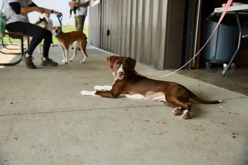 A young small-sized female Brown / Chocolate American Water Spaniel dog named Penny for adoption in Wahoo, NE
