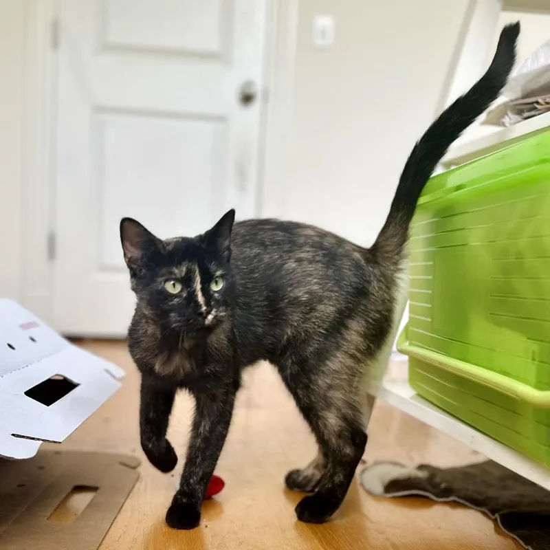 A young medium-sized female Tortoiseshell Domestic Short Hair cat named Cleo for adoption in Skokie, IL