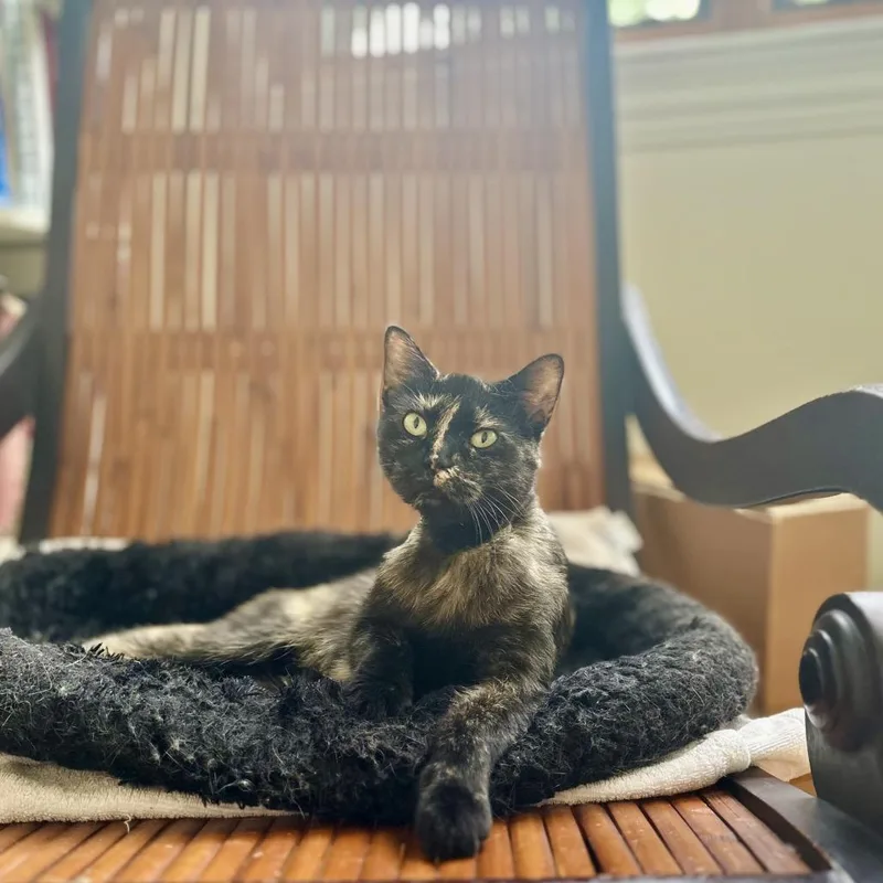 Cleo thumbnail 2