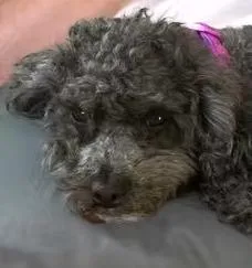 An adult small-sized female Miniature Poodle dog named Beverly Cleary for adoption in Garland, TX
