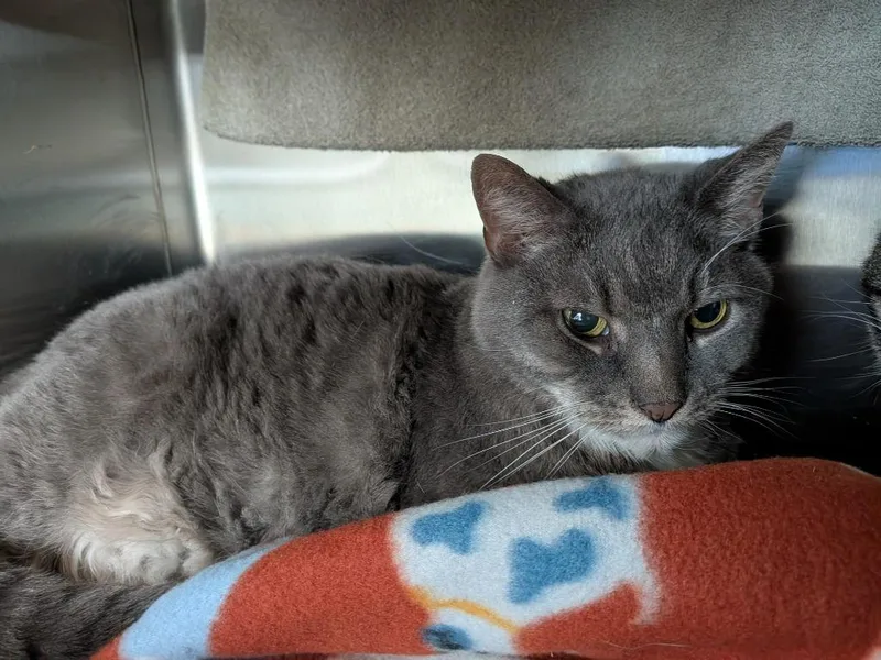 A senior small-sized male Domestic Short Hair cat named Davey for adoption in Hyde Park, NY