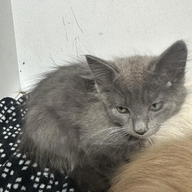 A baby small-sized male Gray / Blue / Silver Domestic Long Hair cat named Dewey for adoption in Newberg, OR