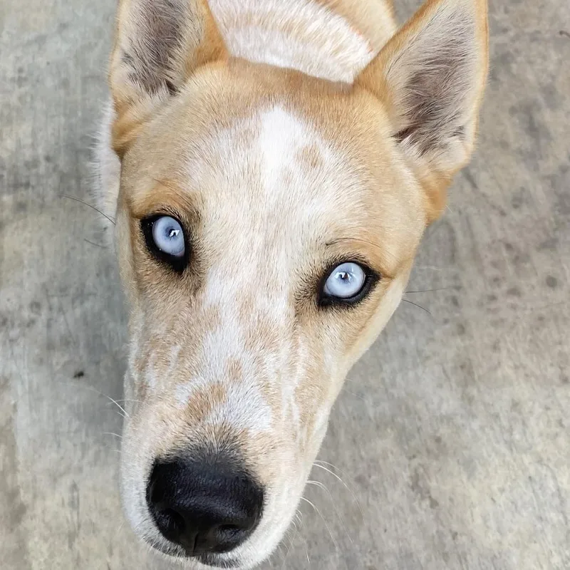 A young small-sized male Australian Cattle Dog / Blue Heeler dog named Kevin for adoption in Pagosa Springs, CO