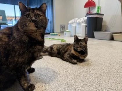 A senior large-sized female Calico Domestic Short Hair cat named Sophie for adoption in Hamilton, MT