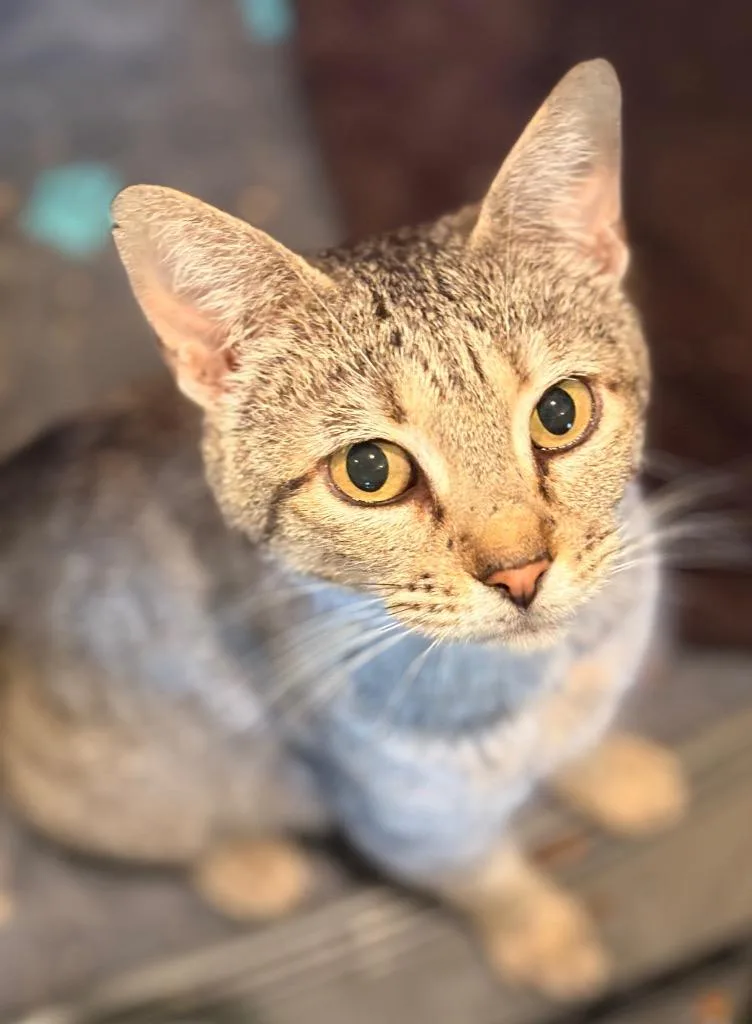 A young medium-sized female Domestic Short Hair cat named Opal for adoption in Spring, TX