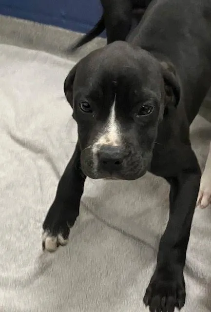 Milkshake  Months Female