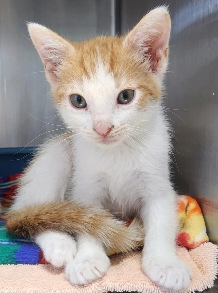 A baby small-sized male Domestic Short Hair cat named Tippy for adoption in Cottonwood, AZ