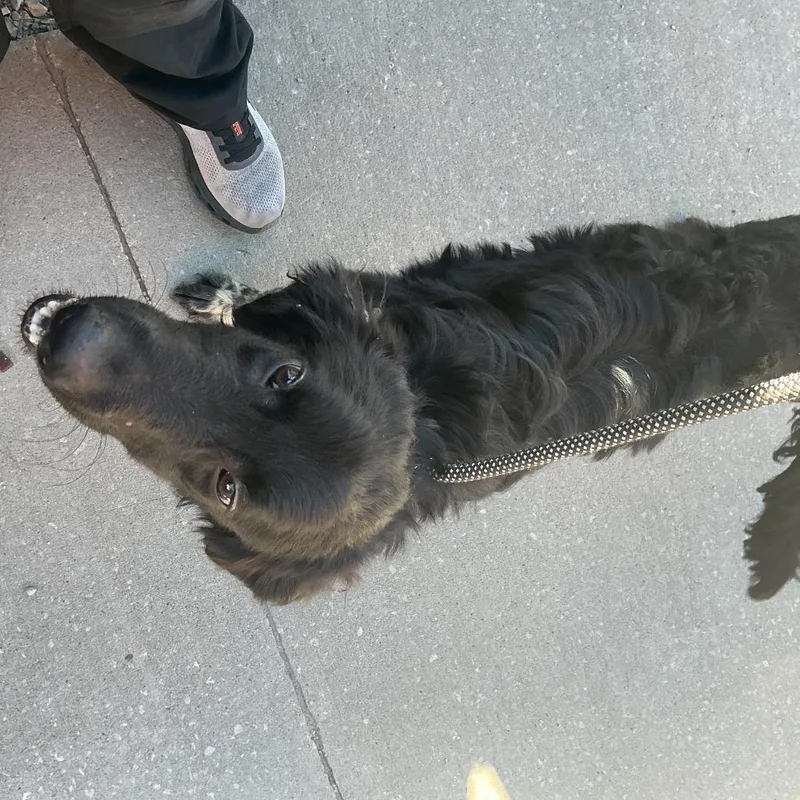 An adult medium-sized male Black Border Collie dog named Spindle for adoption in St Joseph, MO