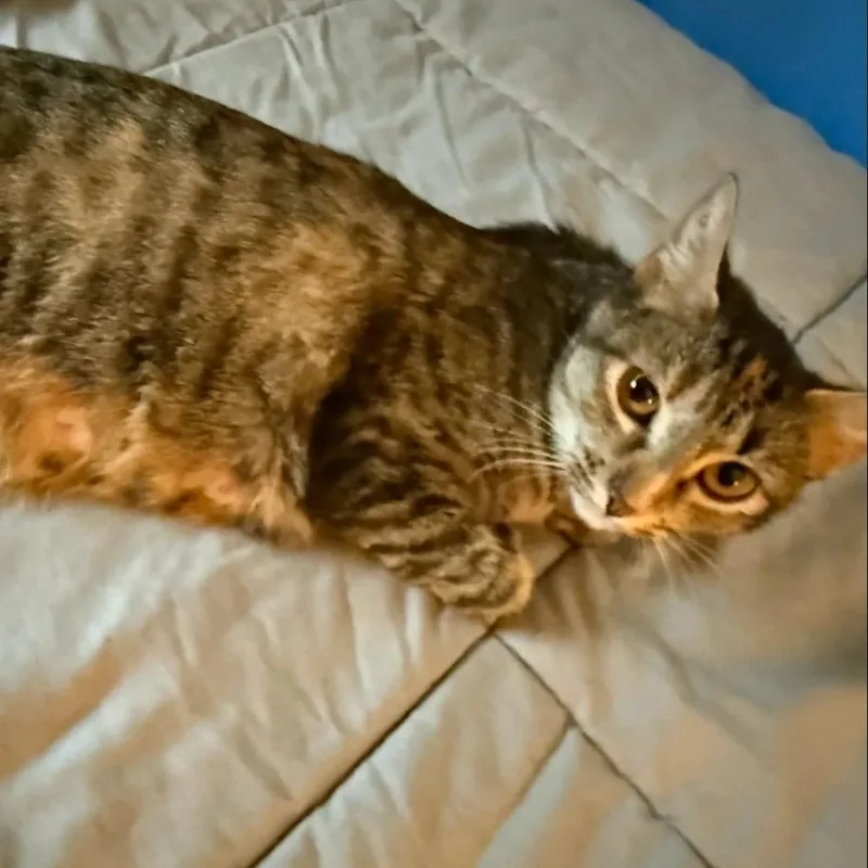 Olive thumbnail 2