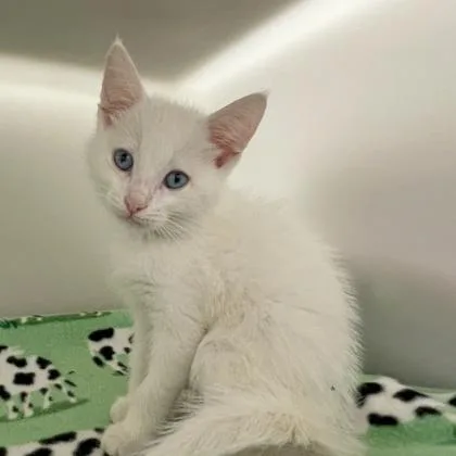 A baby small-sized male Domestic Short Hair cat named Anthony for adoption in Wheaton, IL
