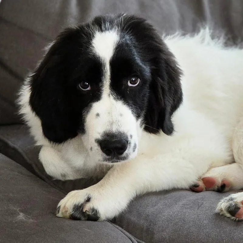 A baby large-sized female White / Cream Newfoundland Dog dog named Bonnie In Maine for adoption in South Portland, ME