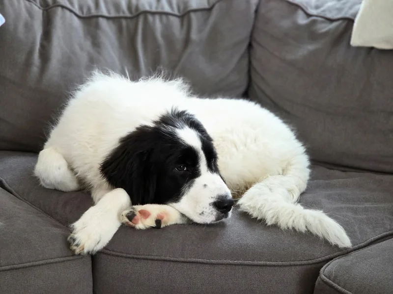 Bonnie In Maine thumbnail 4