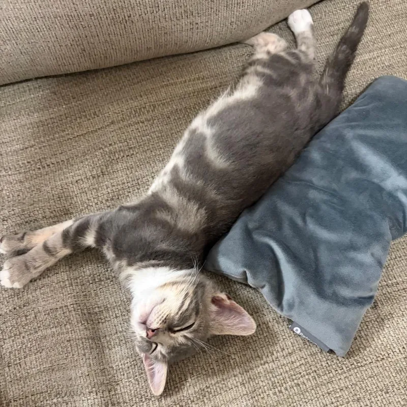 A baby small-sized female Gray / Blue / Silver Domestic Short Hair cat named Walnut for adoption in Durham, NC
