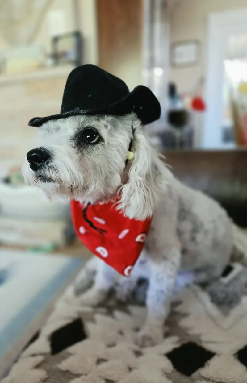 An adult medium-sized male Poodle dog named Arturo Sol for adoption in Salt Lake City, UT