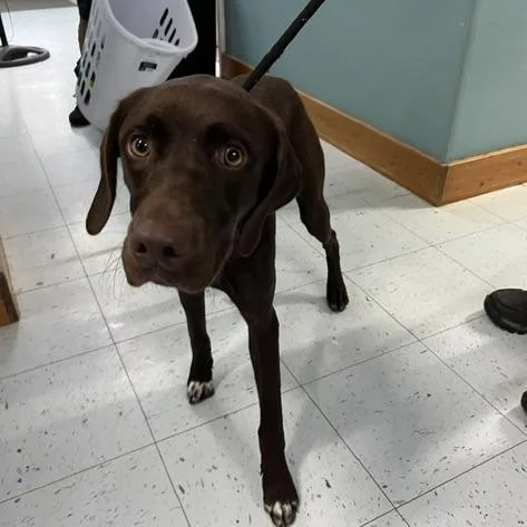 A young medium-sized female Mixed Breed dog named Sequoia for adoption in Marble, NC