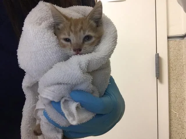 A baby small-sized male Domestic Short Hair cat named Morty for adoption in Riverside, CA