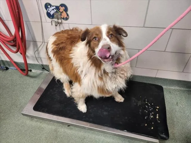 An adult medium-sized female Mixed Breed dog named Gorda for adoption in Santa Fe, NM