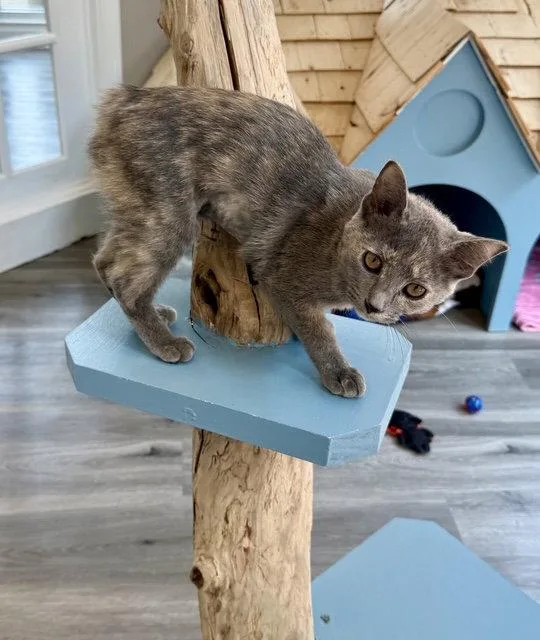 A young medium-sized female American Bobtail cat named Dusty for adoption in Reston, VA