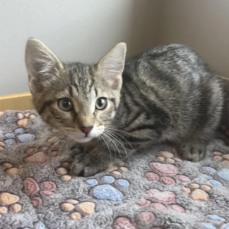 A baby medium-sized male American Shorthair cat named Woody for adoption in Seward, NE