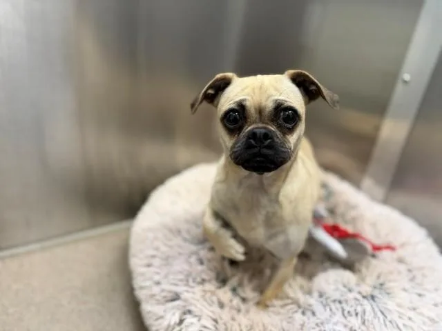 A young small-sized female Pug dog named Bug for adoption in Denver, CO