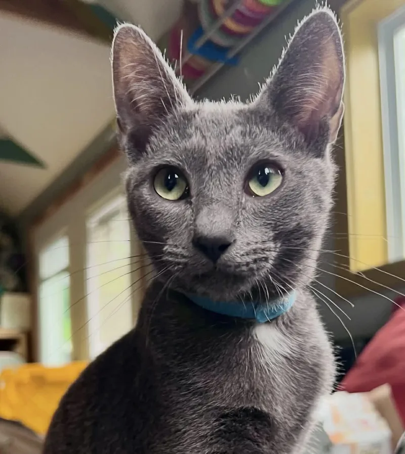 A baby medium-sized male Domestic Short Hair cat named Biscuit for adoption in Rixeyville, VA