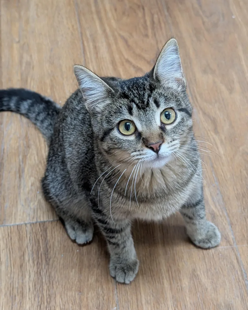 A young medium-sized female Tabby (Tiger Striped) Domestic Short Hair cat named Wilma for adoption in Decatur, IL