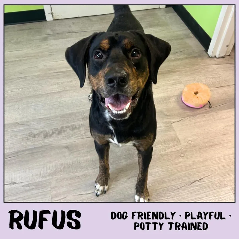 Rufus