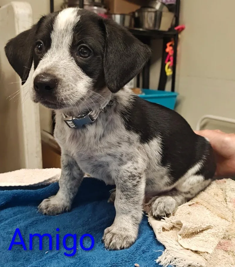 Amigo