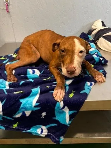 A young small-sized female Mixed Breed dog named Tinkerbell for adoption in Brookhaven, MS
