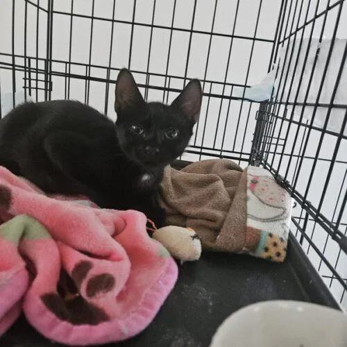 A baby small-sized male Black Domestic Short Hair cat named Banyan for adoption in Tampa, FL