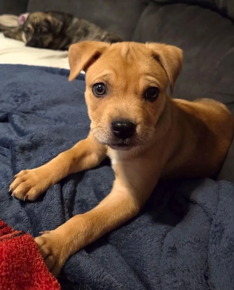 A baby large-sized female Yellow / Tan / Blond / Fawn Labrador Retriever dog named Betty for adoption in South Elgin, IL