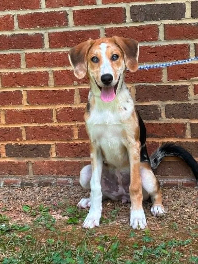 A baby medium-sized female Hound dog named Speckles for adoption in Warrenton, NC