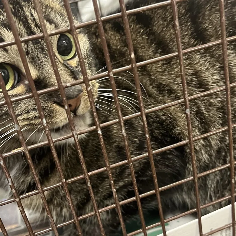 A young medium-sized female Gray / Blue / Silver Domestic Short Hair cat named ChiChiB for adoption in Philadelphia, PA